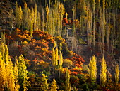 Der Blick auf den Herbst färbt die Landschaft mit leuchtenden Gold-, Orange- und Grüntönen in einer ruhigen, bergigen Landschaft, Hunza Nagar, Gilgit Baltistan, Pakistan.