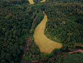 Luftaufnahme von goldenen Reisfeldern inmitten des dichten, grünen Waldes, eine ruhige Szene der Kunstfertigkeit der Natur, Neturlim, Goa, Indien.