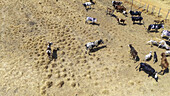 Aerial view of cattle grazing on the dry, sun-baked earth, their hides a patchwork of colors against the golden-brown landscape, Njawai, Taraba, Nigeria.