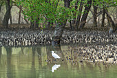 Blick auf einen einsamen weißen Vogel, der sich im ruhigen Wasser zwischen den Mangrovenwurzeln und üppig grünen Bäumen spiegelt, Sundarban, Khulna Division, Bangladesch.