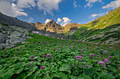 Blick auf eine üppige Wiese mit leuchtend violetten Blumen, eingebettet zwischen hoch aufragenden, im Sonnenlicht getauchten Bergen, Tatranská Javorina, Prešovský kraj, Slowakei.