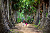 Bogura, Bangladesch - 06. Mai 2017: Blick auf einen Vater und ein Kind, die Hand in Hand einen von hohen Palmen gesäumten Weg entlang spazieren, deren strukturierte Stämme einen natürlichen Tunnel aus gedämpftem Licht und Schatten bilden.