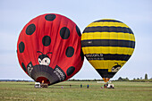 Chambley, France - 30 July 2025: View of two vibrant hot air balloons, one a bold ladybug red with black spots, the other a sunny yellow and black bumblebee, poised against a muted green field.