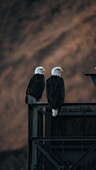 Blick auf zwei prächtige Weißkopfseeadler, die Seite an Seite auf einer verwitterten Struktur vor dem Hintergrund eines düsteren, strukturierten Himmels sitzen, Unalaska, Alaska, Vereinigte Staaten.