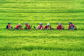 Bogura, Bangladesh - 24 July 2022: Aerial view of women amidst the vibrant green rice paddy fields, their colorful clothing contrasting with the lushness of the land.