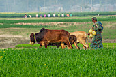 Bogura, Bangladesch - 26. Dezember 2017: Blick auf einen älteren Mann, der seine Ochsen durch ein leuchtend grünes Feld in der Nähe des Bogura-Distrikts führt, wobei das weiche Licht die Szene beleuchtet.