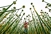 Bogura, Bangladesh - 24 February 2022: View of a farmer amidst a field of towering onion plants, their green stalks rising towards the bright sky, creating a surreal, botanical landscape.