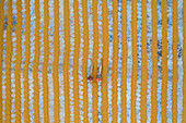 Bogura, Bangladesh - 30 January 2020: Aerial view of golden fields patterned with silver lines, where two figures add spots of red and orange, creating a striking contrast.