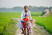 Bogura, Bangladesch - 04. April 2020: Blick auf einen Mann und ein Kind auf einem Fahrrad, umrahmt von leuchtend grünen Reisfeldern und einem klaren Himmel, der eine heitere ländliche Szene schafft.