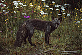 View of a dark fox standing alert amidst a vibrant meadow of wildflowers, its fur contrasting with the bright blooms, a wild encounter captured in Unalaska, Alaska, United States.