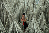 Rangpur, Bangladesh - 30 November 2019: View of a bare-chested boy standing amidst a field of harvested jute stalks, their pale fibers creating a textured tapestry against the earth.