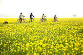 Sirajganj, Bangladesch - 28. Dezember 2022: Blick auf Kinder, die mit dem Fahrrad durch ein leuchtendes, goldenes Meer von Senfblüten unter einem hellen, dunstigen Himmel fahren.