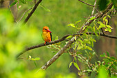 Blick auf einen leuchtend orangefarbenen Vogel mit auffallend rotem Schnabel, der auf einem Ast inmitten eines üppigen grünen Blätterdachs sitzt, Sundarban, Khulna Division, Bangladesch.