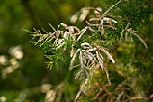 View of frost-kissed evergreen branches in the morning light, a delicate dance of textures and light, Sundarban, Khulna Division, Bangladesh.