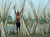 Rangpur, Bangladesh - 30 November 2019: View of a jubilant boy leaps amidst towering bundles of jute stalks, their pale fibers contrasting against the verdant landscape and the silvery river.