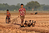 Bogura, Bangladesh - 08 December 2016: View of a young boy with a beaming smile, guiding a flock of ducks across a sun-drenched field, his brother walking with a tire.