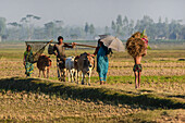 Bogura, Bangladesh - 08 December 2016: View of a family and their cattle walking along a vibrant path, the golden fields contrasting with the cool tones of the distant trees.