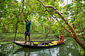 Pirojpur, Bangladesh - 03 August 2018: View of a man harvesting guava from the trees, while a woman sits in a boat laden with the vibrant green and yellow fruit, reflecting in the still river.