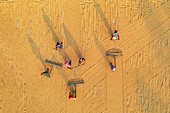 Bogura, Bangladesh - 23 January 2017: Aerial view of golden paddy fields where farmers work under the sun, their shadows stretching long across the textured landscape.