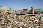 Cox's Bazar, Bangladesh - 29 November 2022: View of dried fish shimmering under the sun, laid out in vast quantities on the sandy ground, contrasting with the workers tending to the harvest.