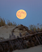 Blick auf den Vollmond, der sich warm gegen den Dämmerungshimmel abhebt und ein sanftes Licht auf die Dünen und das Strandgras wirft, wodurch eine ruhige Szene entsteht, Nida, Kreis Klaipeda, Litauen.