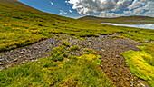 View of a vibrant meadow with a small stream flowing through lush green grass and scattered yellow flowers under a partly cloudy sky, Skardu, Gilgit Baltistan, Pakistan.