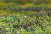 Blick auf einen kleinen Vogel, der auf einem zarten, kahlen Ast inmitten von üppigem Grün sitzt, Deosai National Park, Gilgit Baltistan, Pakistan.