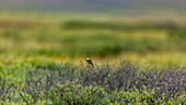 Blick auf einen kleinen, leuchtend gelben Vogel, der auf trockenen, verworrenen Sträuchern inmitten einer verschwommenen grünen und braunen Wiese sitzt, Deosai National Park, Gilgit Baltistan, Pakistan.