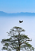 Blick auf einen einsamen Vogel, der über den grünen Baumkronen schwebt. Der weiche, ätherische Nebel unter ihm kontrastiert mit den fernen Bergsilhouetten, Sajek, Chittagong Division, Bangladesch.