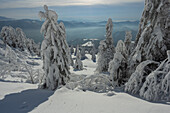 View of snow-laden trees clinging to the mountainside, a stark white landscape under a pale sky, creating a serene winter wonderland, Velka Fatra mountains, Liptovské Revúce, Žilina Region, Slovakia.