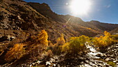 View of golden trees lining the rocky terrain under a bright sun, creating a warm contrast against the cool mountain shadows, Deosai National Park, Gilgit Baltistan, Pakistan.