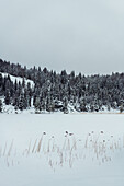 View of a serene, snow-covered landscape where crisp white blankets meet a dense forest under a muted sky, creating a tranquil winter scene, Almau, Bavaria, Germany.