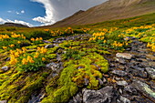 Blick auf leuchtend gelbe Blumen, die über moosbewachsene Steine neben einem sanften Bach tanzen, unter einem weiten Himmel, der von majestätischen Bergen beschattet wird, Deosai National Park, Gilgit Baltistan, Pakistan.