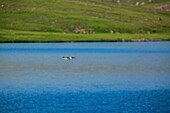 Blick auf einen Vogel, der über dem ruhigen, tiefblauen Wasser schwebt, in dem sich der Himmel spiegelt, mit grünen Hügeln im Hintergrund, Deosai National Park, Gilgit Baltistan, Pakistan.