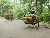 Madhupur, Bangladesh - 15 August 2023: View of men cycling down a road, their bicycles laden with bright yellow pineapples contrasting against the lush green backdrop.