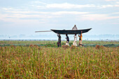 Pabna, Bangladesh - 30 November 2024: View of men carrying a boat across golden fields under a serene, misty sky, a scene of rural labor against the backdrop of the Bangladeshi landscape.