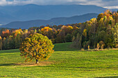 Aerial view of a lone tree casting a shadow on the vibrant green meadow, contrasting with the autumn-colored forest and distant mountains, Hrochot, Banská Bystrica Region, Slovakia.