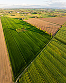 Aerial view of sunlit green and brown fields creating a patchwork quilt from above, bisected by a path, Cortona, Tuscany, Italy.