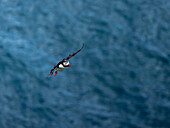 Blick auf einen Papageientaucher im Flug, dessen leuchtend orangefarbener Schnabel und Füße einen starken Kontrast zum tiefen Blau des umgebenden Meeres bilden, Gjógv, Eysturoy, Färöer Inseln.