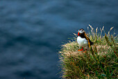 Blick auf einen Papageientaucher auf einer grasbewachsenen Klippe, sein bunter Schnabel hebt sich vom tiefblauen Meer ab, ein heiterer Moment, eingefangen in Gjógv, Eysturoy, Färöer Inseln.