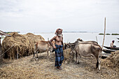 Kurigram, Bangladesh - 14 July 2024: View of an elderly man stands amidst his cattle and haystacks, the flood waters reflecting the overcast sky near the Brahmaputra river.