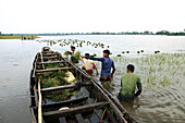 Sunamganj, Bangladesh - 16 May 2022: View of men wading through the shallow waters, loading a weathered wooden boat with vibrant green water plants against the backdrop of a serene, expansive lake.