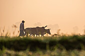 Bogura, Bangladesh - 24 October 2018: View of a farmer with his oxen, silhouetted against the golden dawn, plowing the land in a timeless dance of labor and light.