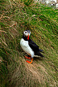 Blick auf einen Papageientaucher mit seinem auffälligen schwarz-weißen Gefieder, dem leuchtend orangefarbenen Schnabel und den Füßen, eingebettet im grünen Gras, Gjógv, Eysturoy, Färöer Inseln.