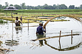 Natore, Bangladesh - 16 August 2023: View of workers waist-deep in water, tending to crops under the vast sky, a scene of rural life and labor in Bangladesh.
