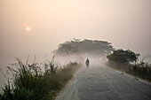 Bogura, Bangladesh - 24 December 2017: View of a lone figure walking down a misty road towards a cluster of trees under a pale sun, enveloped in the soft hues of dawn.