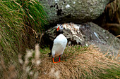 Blick auf einen Papageientaucher, der auf einer Grasfläche steht. Sein leuchtender Schnabel und seine orangefarbenen Füße heben sich von den schroffen Klippen von Gjógv, Eysturoy, Färöer Inseln ab.
