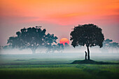 Bogura, Bangladesh - 09 June 2018: View of a solitary figure stands beneath a tree as the sun rises, casting a warm glow over the misty fields.