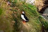 Blick auf einen Papageientaucher, der inmitten des leuchtend grünen Grases und der felsigen Strukturen einer Steilküste sitzt, ein Kontrast der Schönheit der Natur, Gjógv, Eysturoy, Färöer Inseln.