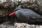 Blick auf eine Inkaseeschwalbe mit auffallend rotem Schnabel und weißer Gesichtszeichnung inmitten der rauen Textur des felsigen Geländes, Cape May, New Jersey, Vereinigte Staaten.